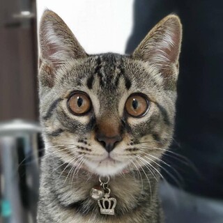 ハンサム♡キジ猫のルイ君！