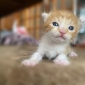 子猫。