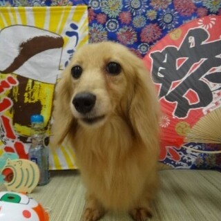 Ｍダックス♀ねむりん　推定6～7歳