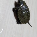 ニホンイシガメ　ベビー　甲長3.5cm
