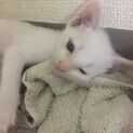 1ヶ月甘えん坊の子猫ちゃん