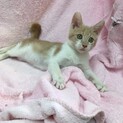 仔猫から育てたい方へ