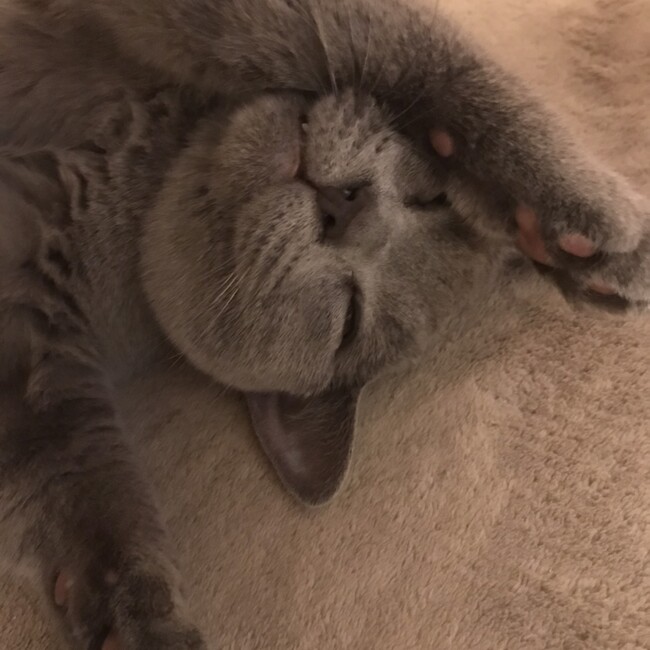 Lunashのカバー写真