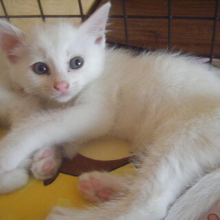 白と黒猫メスです。生後2か月で可愛いです