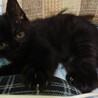 白と黒猫メスです。生後2か月で可愛いです サムネイル2