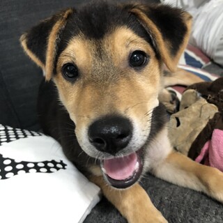 ミックスの子犬ピースくん