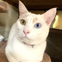 おっとりオッドアイの猫さんです♪♪(募集一時停止)