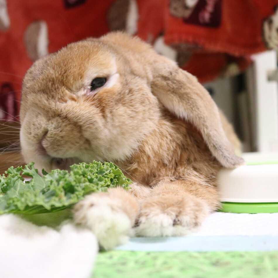 ぴーすけ のカバー写真