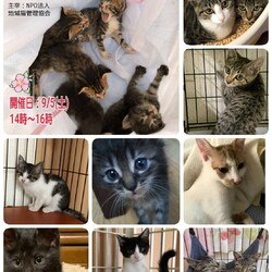 9/5（土）子猫のお見合い会
