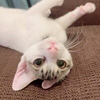 もんちゃん