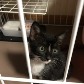 黒白「えくら」ちゃん