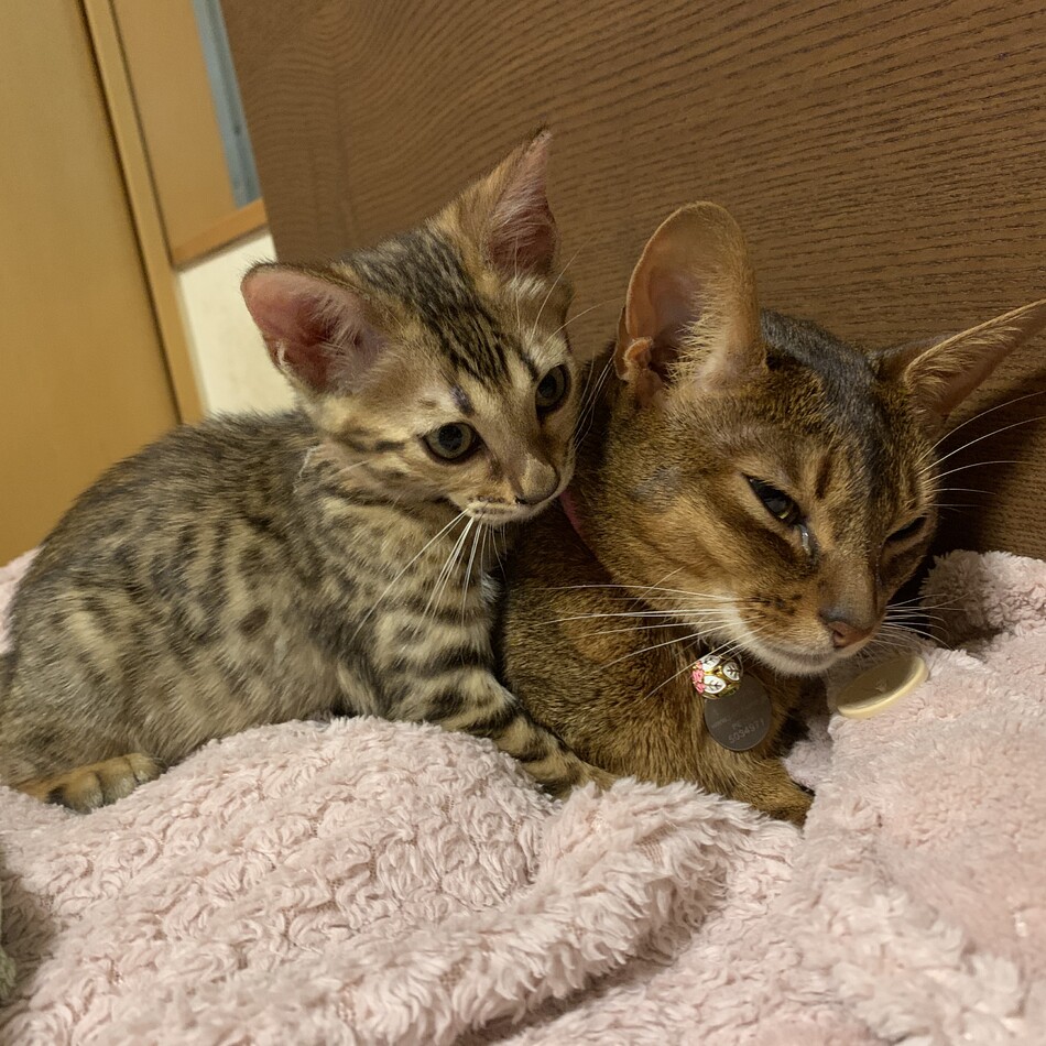 ハグのカバー写真