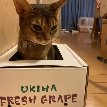 の写真