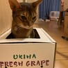 の写真