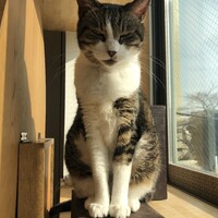 チャオ