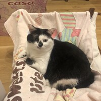 まお