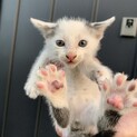 子猫の里親様募集中！残り2匹