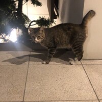 タマ