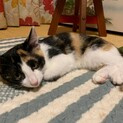 三毛柄美猫♡ネスレちゃん