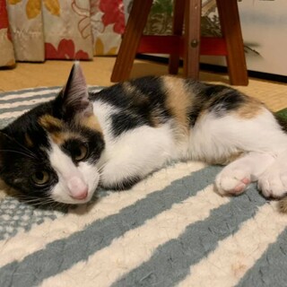 三毛柄美猫♡ネスレちゃん