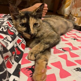 明るいサビ柄！のりたまちゃん