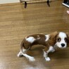パピーの頃から毛質が変わりました