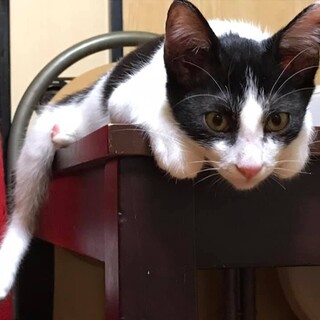 しっぽの先が白い ハチワレ浜ちゃん