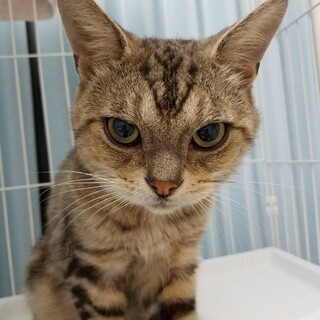 ダンボール遺棄。アメショboy