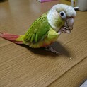 ウロコインコ（パイン）