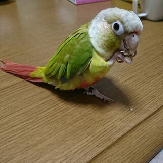 ウロコインコ（パイン）