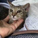 シャイな短毛、アイライン美形子猫♀