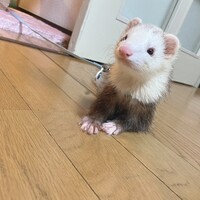スパーク