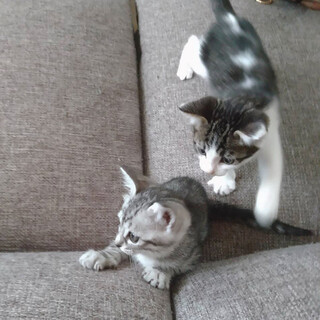 生後2ヶ月半の仲良し双子ちゃん♪