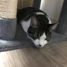アンニュイなニャンちゅう(´∀｀)