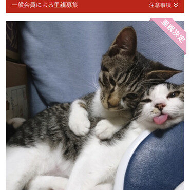 兄弟は元気かニャ？