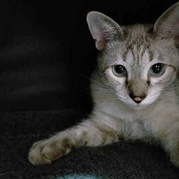 シュタインの写真