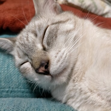 シュタインの写真