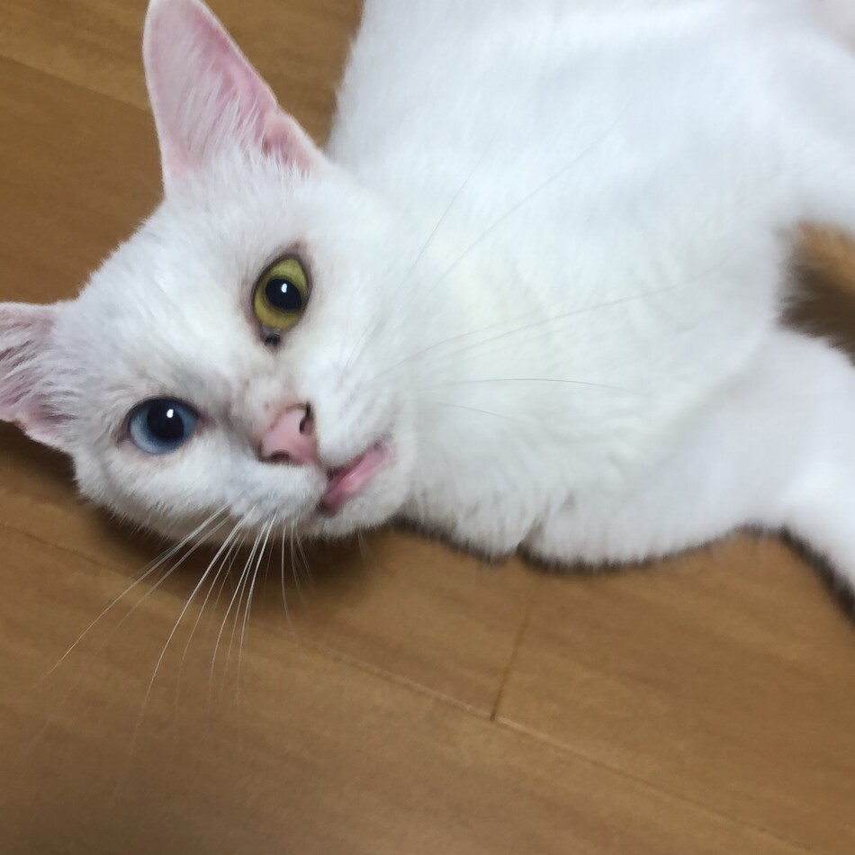 ミルのカバー写真
