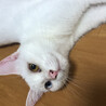 の写真