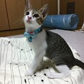 ずっとのおうち決定(^-^)/ししゃもちゃん☆