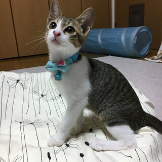 ずっとのおうち決定(^-^)/ししゃもちゃん☆