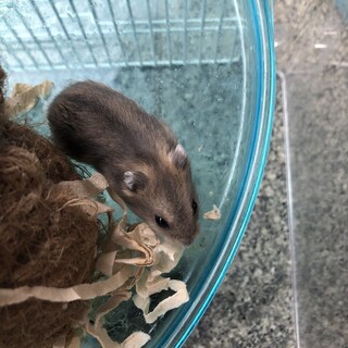 ジャンガリアンハムスター生後2週間