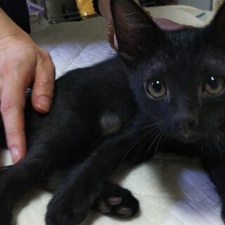 元気な黒猫の男の子です。