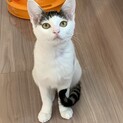 美人さんの白ブチ猫さん