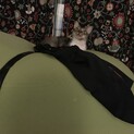 2歳くらいのアビシニアンみたいなお顔の甘えん坊