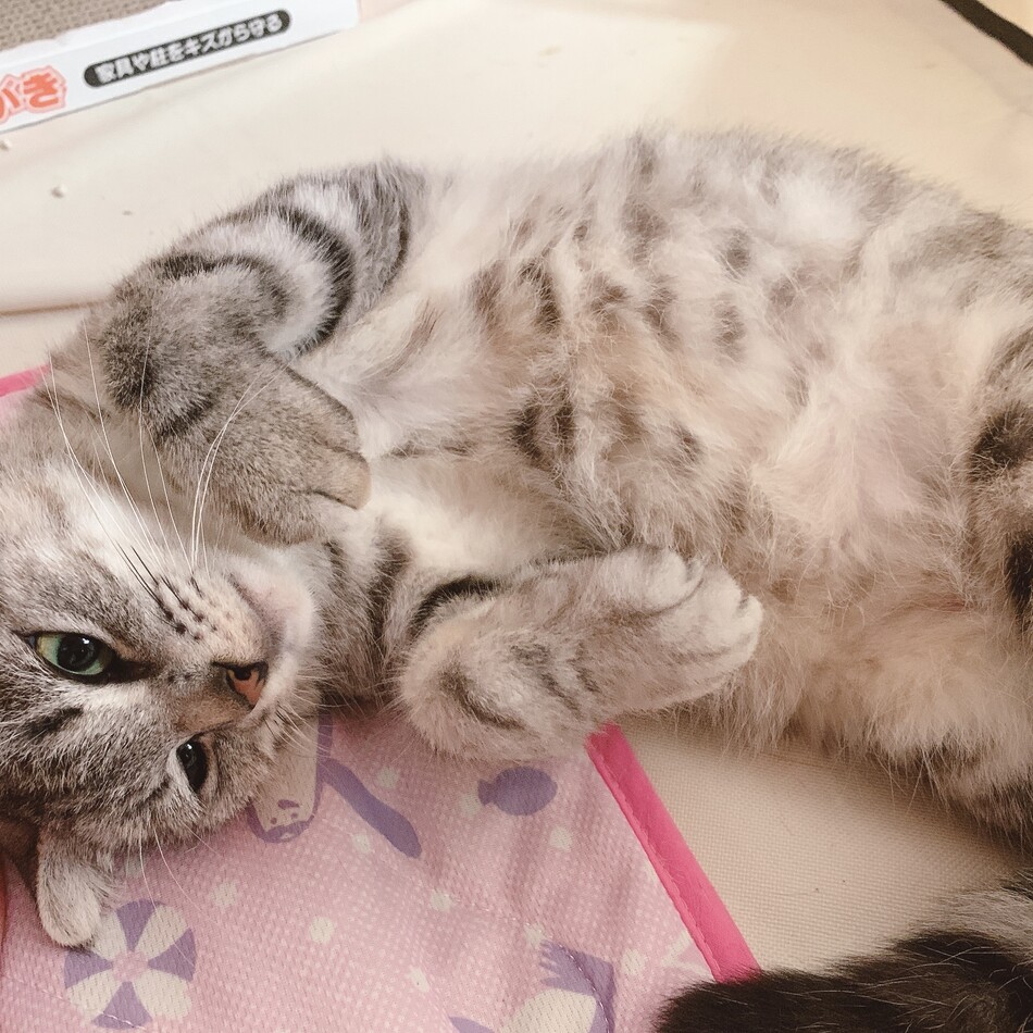 アメリのカバー写真