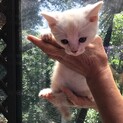 アメリカンショートヘアの子猫の里親募集