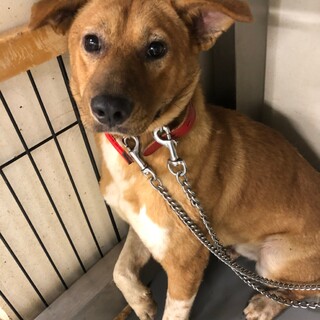 ガッシリのんびり野犬のブル君