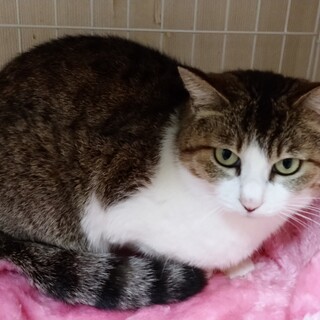 おとなしく、かわいらしい女の子