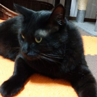 ★トライアル決定！おっとり黒猫  男の子